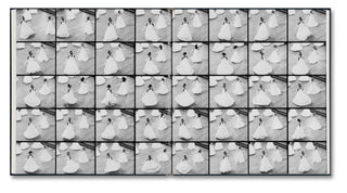 Miranda Barnes: Social Season Book