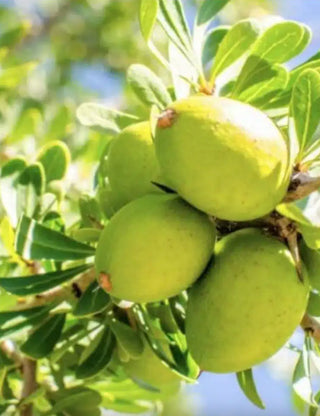 WOO Argan Oil