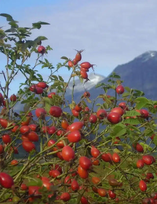 WOO Rosehip Oil