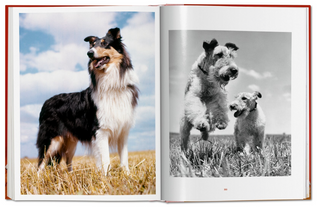Walter Chandoha: Dogs Photographs 1941–1991